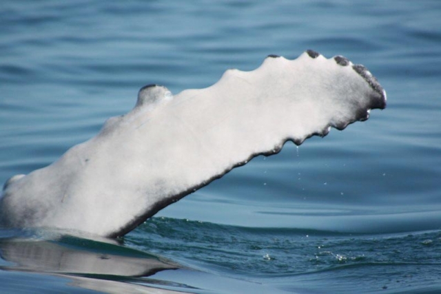 Observacion de cetaceos